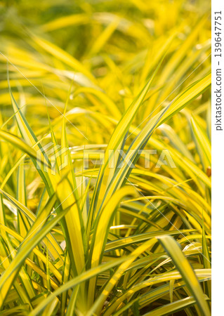 Bright yellow and green striped ornamental grass blades in sunlight Bright yellow and green striped ornamental grass blades in sunlight 139647751