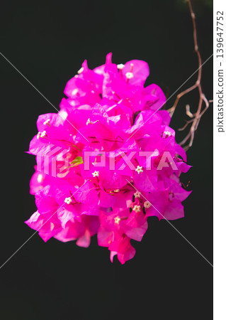 Vibrant fuchsia bougainvillea flowers bloom against a dark, moody background Vibrant fuchsia bougainvillea flowers bloom against a dark, moody background 139647752