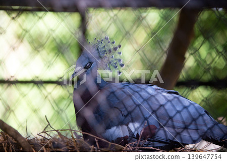 Close-up of a blue bird with a unique crown resting behind a fence Close-up of a blue bird with a unique crown resting behind a fence 139647754