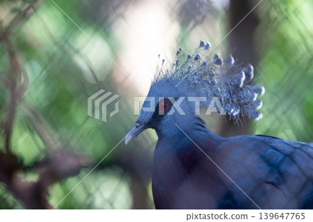 Victoria crowned pigeon with striking red eye and intricate blue head feathers Victoria crowned pigeon with striking red eye and intricate blue head feathers 139647765