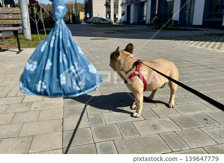 Bags for pet excrement on the background of a French bulldog dog. High quality photos. High quality photo Bags for pet excrement on the background of a French bulldog dog. High quality photos. High quality photo 139647779