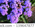 Brightly colored ageratum 139647877