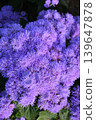 Vibrant purple ageratum 139647878