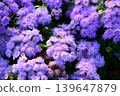 Ageratum with pale purple flowers 139647879