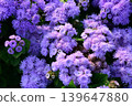 Purple ageratum flowers 139647880