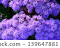 Lily purple agelatum flowers 139647881
