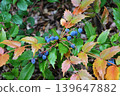 Blue fruit of holly red ginanten 139647882