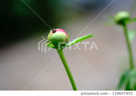 瓢蟲和牡丹 瓢蟲和牡丹 139647955