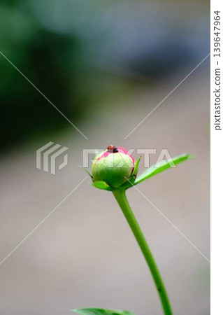 瓢蟲和牡丹 瓢蟲和牡丹 139647964