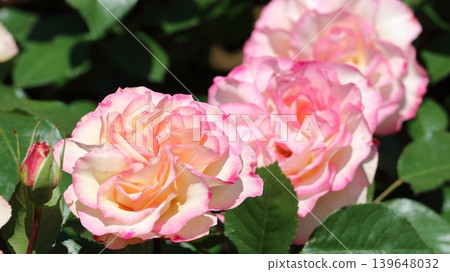 A lovely rose with pale cream and pink petals. 139648032