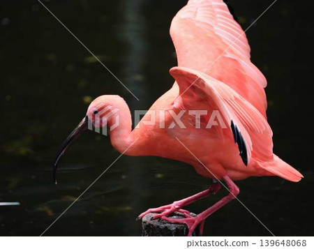 A waterside landscape featuring a bright red scarlet ibis. A waterside landscape featuring a bright red scarlet ibis. 139648068