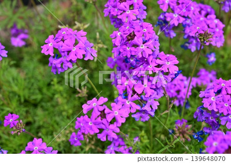 Verbena (Verbenaceae family), Lamiales order. Verbena (Verbenaceae family), Lamiales order. 139648070