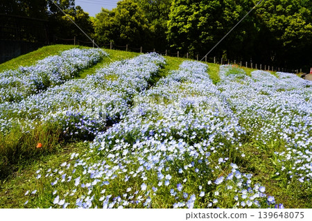 Blue sky and blue nemophila flowers 139648075