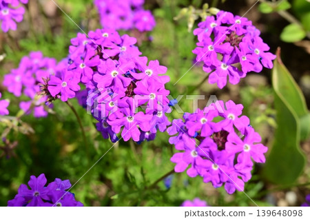 Verbena (Verbenaceae family), Lamiales order. Verbena (Verbenaceae family), Lamiales order. 139648098