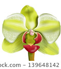 orchid flowers with green background 139648142