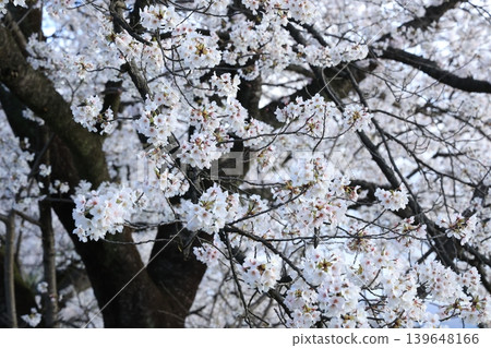 一排櫻花樹[橫川] 139648166