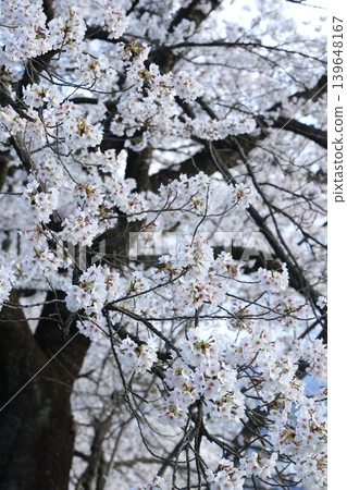 Row of cherry blossom trees [Yokokawa] 139648167