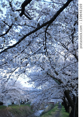 一排櫻花樹[橫川] 139648169