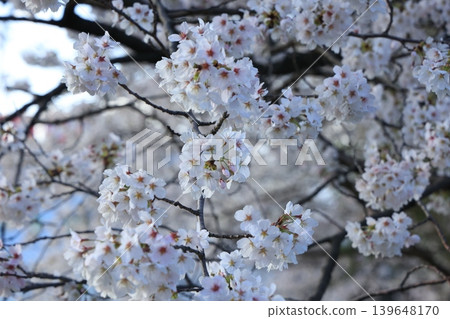 一排櫻花樹[橫川] 139648170