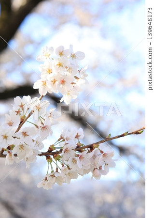 Row of cherry blossom trees [Yokokawa] 139648173