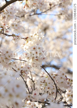 Row of cherry blossom trees [Yokokawa] 139648175