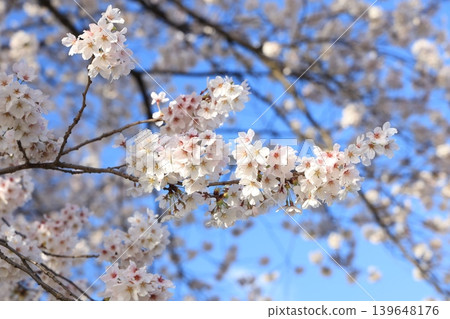 Row of cherry blossom trees [Yokokawa] 139648176
