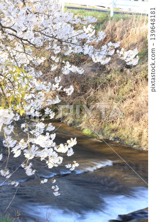Row of cherry blossom trees [Yokokawa] 139648181