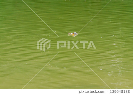 Autumn River: A clear stream flowing in the autumn sunlight 101 Autumn River: A clear stream flowing in the autumn sunlight 101 139648188