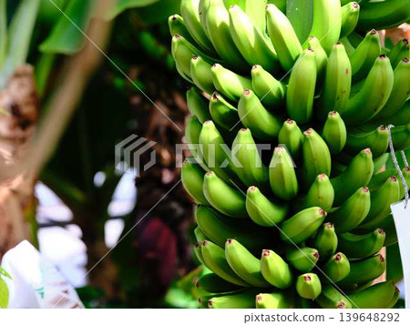 Fruitful bananas 139648292