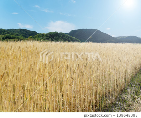 Golden wheat fields and mountain ranges, a blue sky bathed in sunlight, a rural landscape during harvest season, an image of agriculture. 139648395