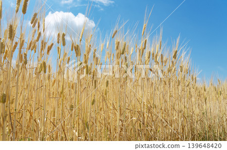 Blue sky and golden wheat fields: A rural landscape during harvest season, agricultural imagery, background material. Blue sky and golden wheat fields: A rural landscape during harvest season, agricultural imagery, background material. 139648420