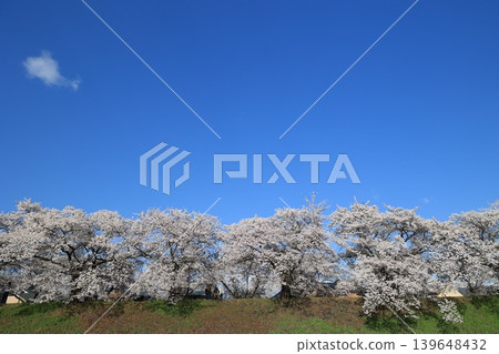 Row of cherry blossom trees [Yokokawa] 139648432