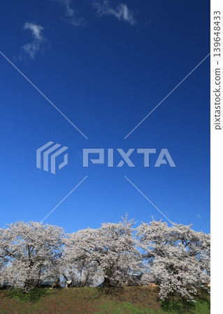 一排櫻花樹[橫川] 139648433