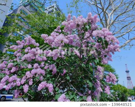 札幌大通公園的丁香花盛開 139648521
