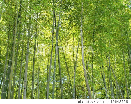 陽光透過竹林灑下斑駁的光影,構成了一幅清新宜人的日本自然景觀。 陽光透過竹林灑下斑駁的光影,構成了一幅清新宜人的日本自然景觀。 139648558