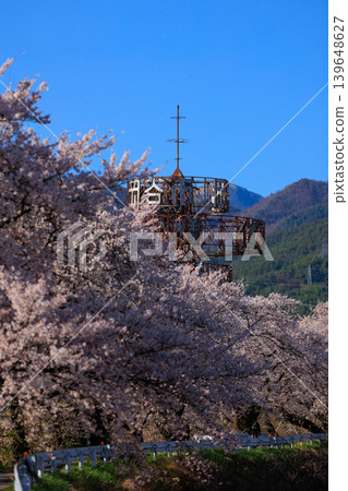 一排櫻花樹[橫川] 139648627
