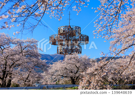 Row of cherry blossom trees [Yokokawa] 139648639
