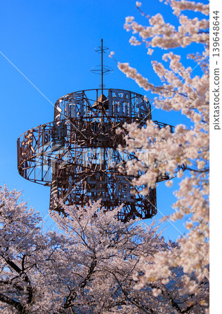 Row of cherry blossom trees [Yokokawa] 139648644