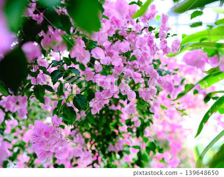西島園藝公園的開花海棠樹 西島園藝公園的開花海棠樹 139648650