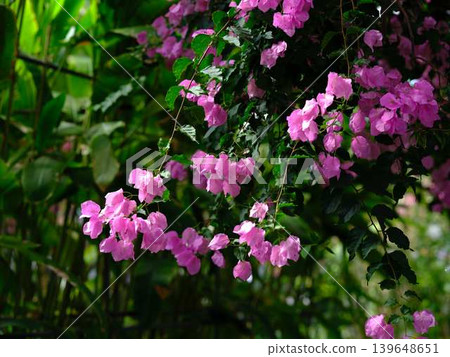 西島園藝公園的開花海棠樹 西島園藝公園的開花海棠樹 139648651