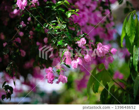 西島園藝公園的開花海棠樹 139648652