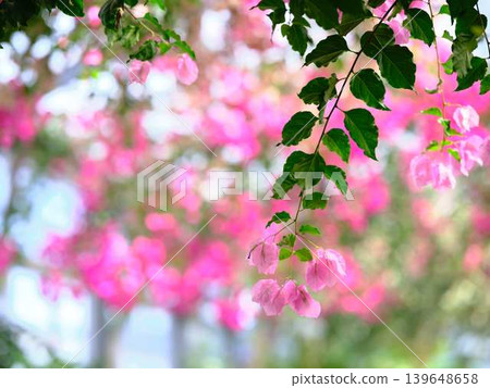 西島園藝公園的開花海棠樹 西島園藝公園的開花海棠樹 139648658