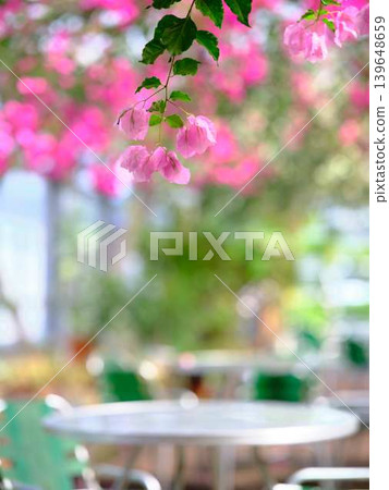 西島園藝公園的開花海棠樹 西島園藝公園的開花海棠樹 139648659
