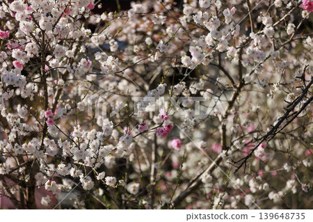 Row of cherry blossom trees [Yokokawa] 139648735