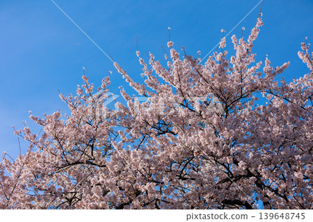 Row of cherry blossom trees [Yokokawa] 139648745