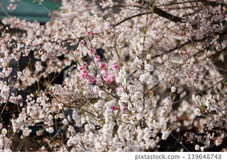 一排櫻花樹[橫川] 139648748