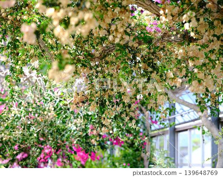 Flowering crabapple trees in Nishijima Horticultural Park Flowering crabapple trees in Nishijima Horticultural Park 139648769