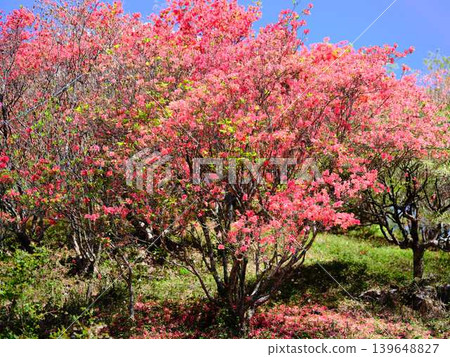 日本花園裡的杜鵑花 日本花園裡的杜鵑花 139648827