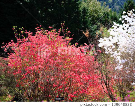 Azaleas in a Japanese garden Azaleas in a Japanese garden 139648828