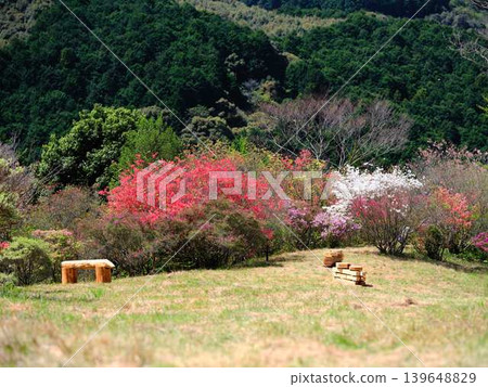 Azaleas in a Japanese garden Azaleas in a Japanese garden 139648829